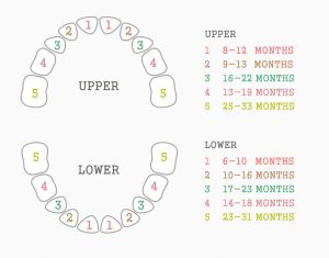 Baby Teeth Eruption