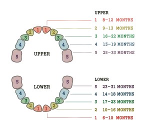 primary-teeth-eruption-timeline